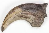 Fossil Raptor (Anzu) Hand Claw - Excellent Condition! #206426-1